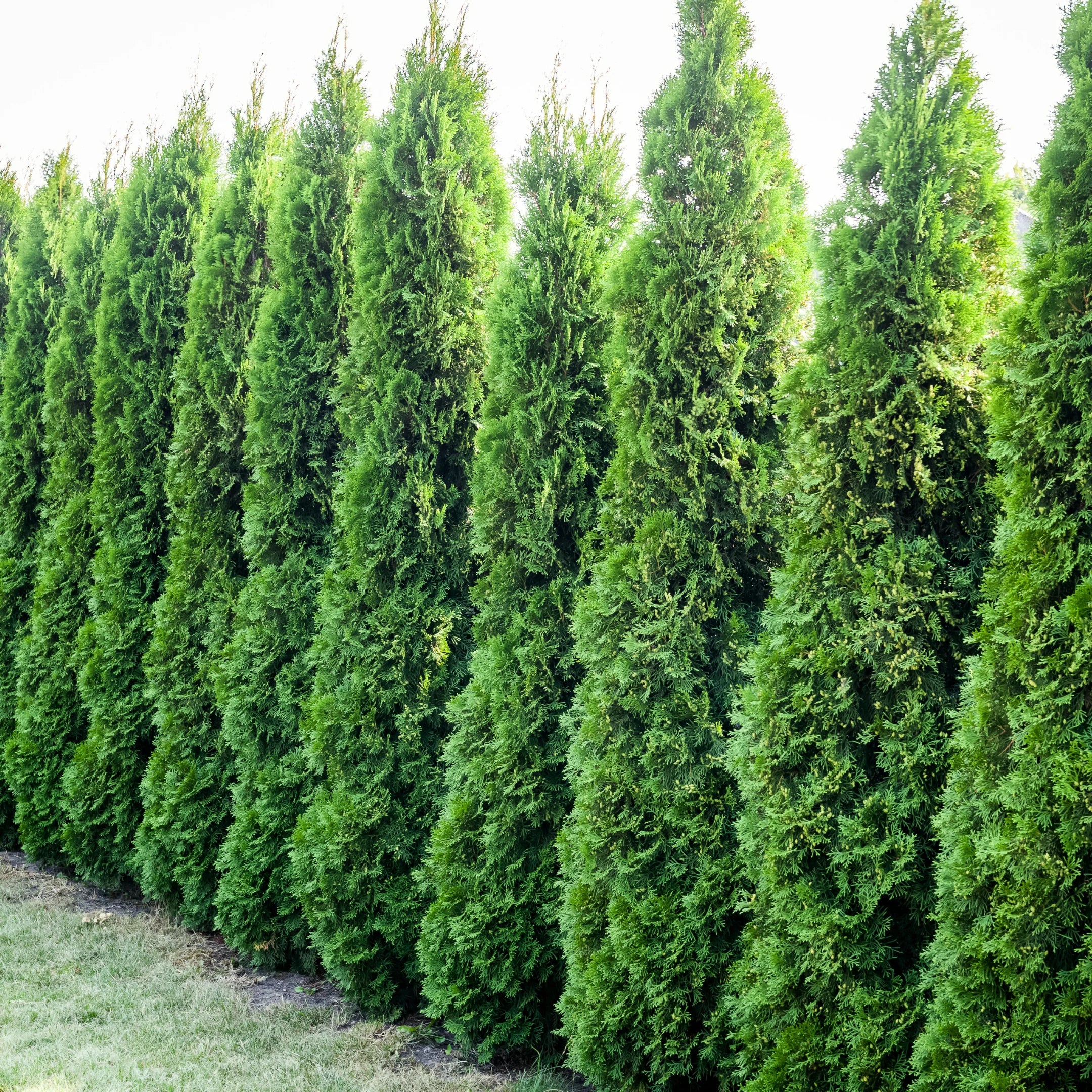 Tree Shop Buy Emerald Green Arborvitae | Fast-Growing Privacy Tree – Simply Trees