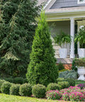 Emerald Petite Arborvitae