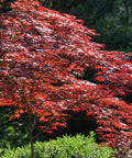 Emperor Japanese Maple Tree