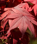 Emperor Japanese Maple Tree