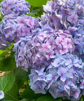 Endless Summer BloomStruck Bigleaf Hydrangea