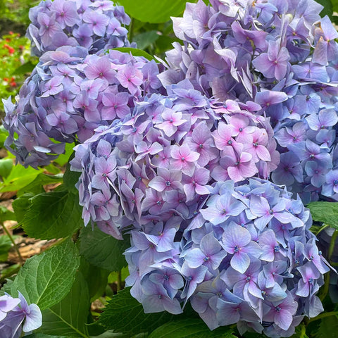 Endless Summer BloomStruck Bigleaf Hydrangea