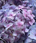 Endless Summer BloomStruck Bigleaf Hydrangea