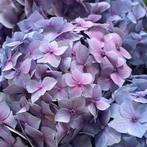 Endless Summer BloomStruck Bigleaf Hydrangea