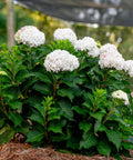 Endless Summer DreamCloud Hydrangea