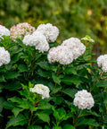 Endless Summer DreamCloud Hydrangea