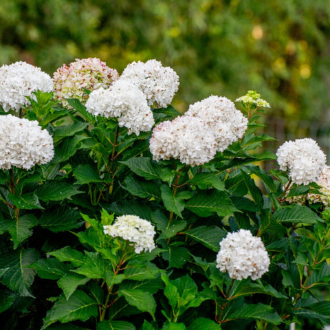 Endless Summer DreamCloud Hydrangea