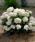 Endless Summer DreamCloud Hydrangea