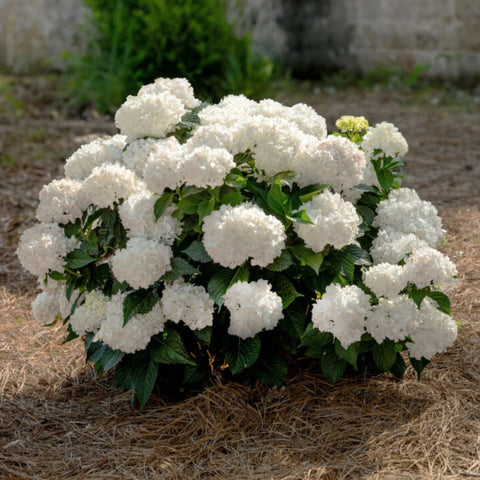 Endless Summer DreamCloud Hydrangea