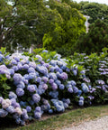 Endless Summer The Original Hydrangea