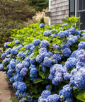 Endless Summer The Original Hydrangea