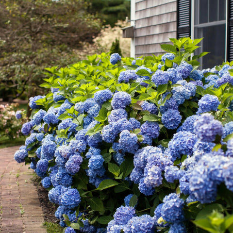 Endless Summer The Original Hydrangea