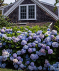 Endless Summer The Original Hydrangea