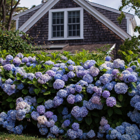 Endless Summer The Original Hydrangea