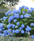 Endless Summer The Original Hydrangea