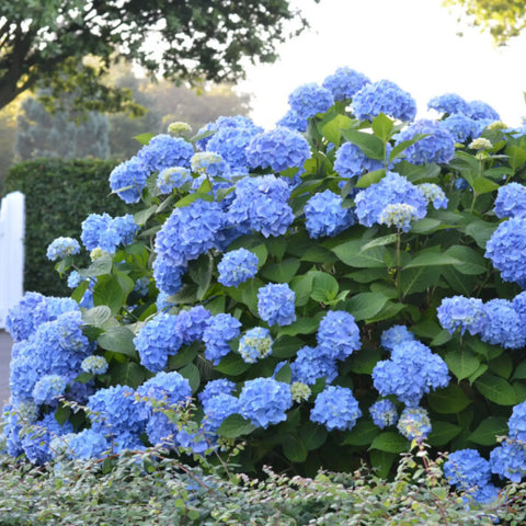 Endless Summer The Original Hydrangea