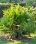 European Fan Palm