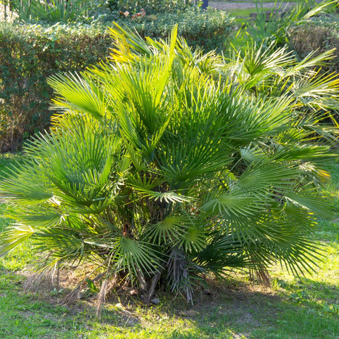 European Fan Palm