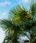 European Fan Palm