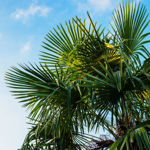 European Fan Palm