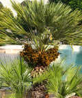 European Fan Palm