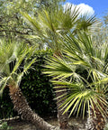 European Fan Palm