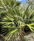 European Fan Palm