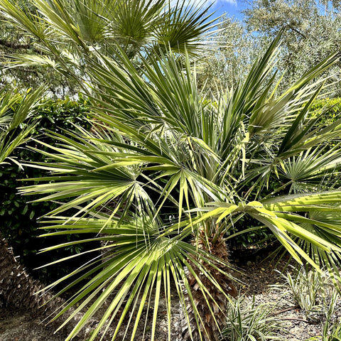 European Fan Palm