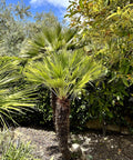 European Fan Palm