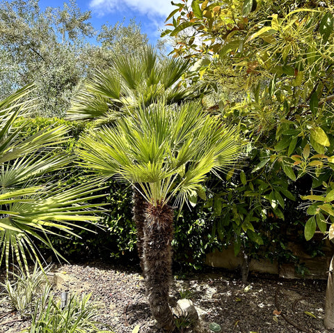 European Fan Palm