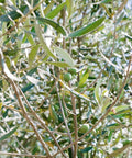 European Olive Tree