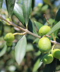 European Olive Tree