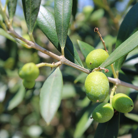 European Olive Tree