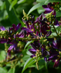 Evergreen Wisteria Vine