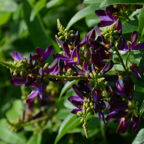 Evergreen Wisteria Vine