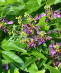 Evergreen Wisteria Vine