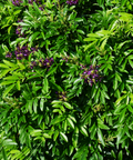 Evergreen Wisteria Vine