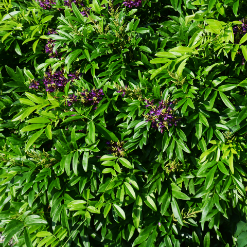 Evergreen Wisteria Vine