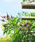 Evergreen Wisteria Vine