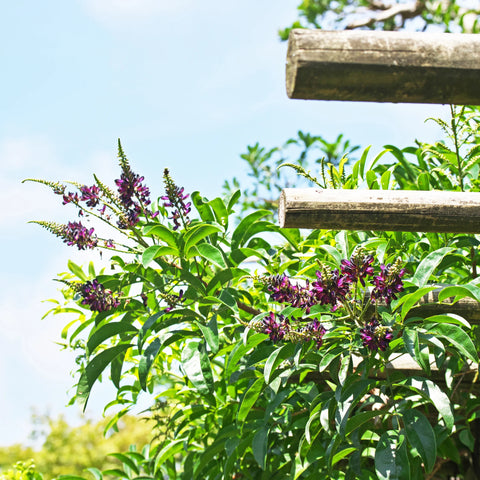 Evergreen Wisteria Vine