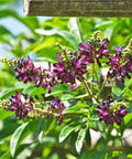 Evergreen Wisteria Vine