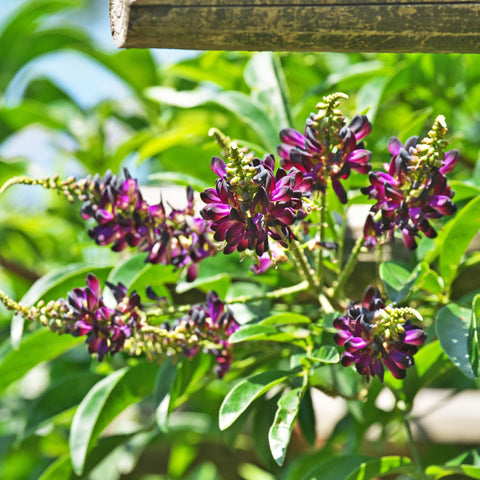 Evergreen Wisteria Vine