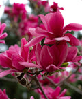 Felix Magnolia Tree