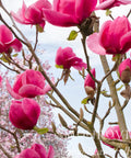 Felix Magnolia Tree
