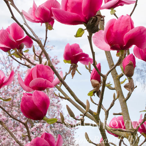 Felix Magnolia Tree