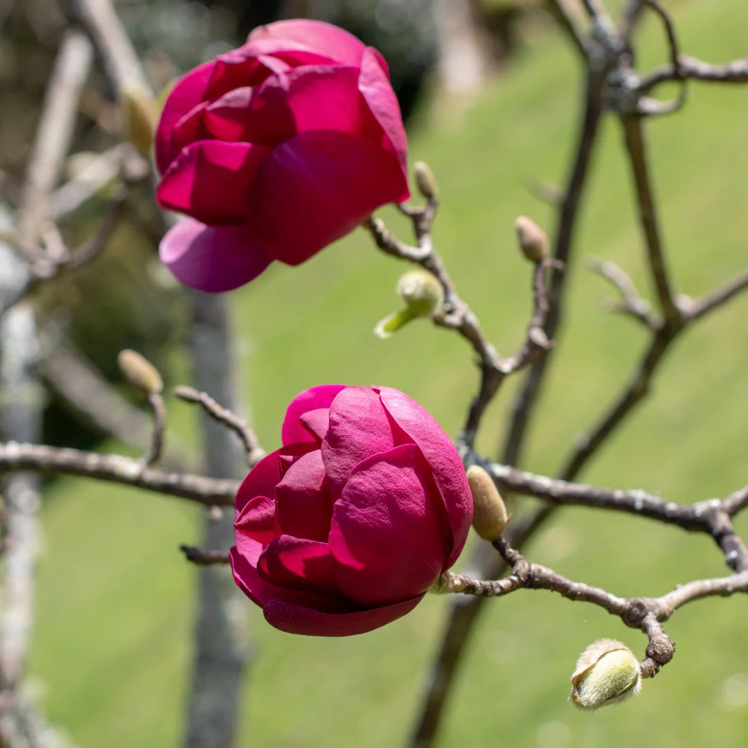 Monrovia Felix Magnolia Tree - Thumbnail 4