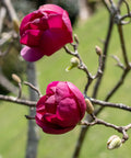 Felix Magnolia Tree