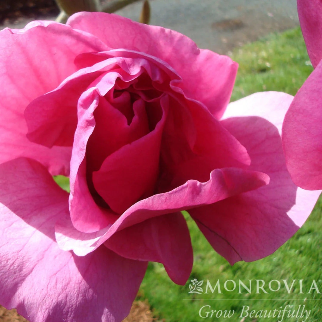 Monrovia Felix Magnolia Tree - Thumbnail 3