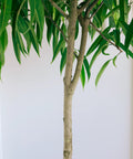 Ficus Alii