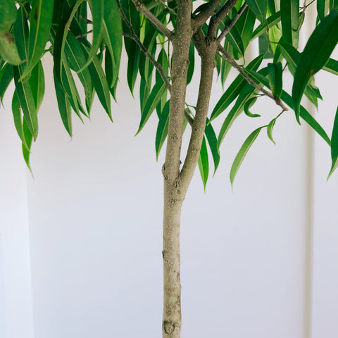 Ficus Alii